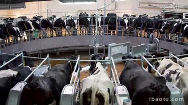 奶牛场的自动挤奶旋转木马系统